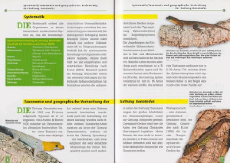 Neotropische Taggeckos